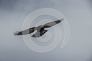 Alpine chough in flying mode