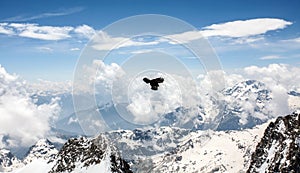 Alpine Chough Flying Over the Alps