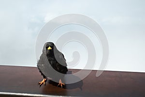 Alpine Chough on Foggy Cliff