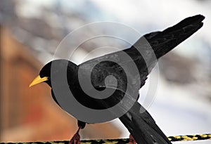 Alpine chough of Jungfrau