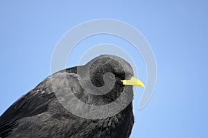 Alpine chough looking around