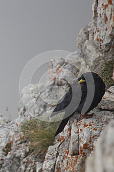 A alpine chough on a mountain rock in a dense fog, Dolomites, Italian Alps