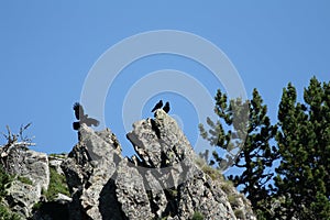 Alpine chough perched on a rock in Pyrenees