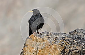 Alpine Chough (Pyrrhocorax graculus),