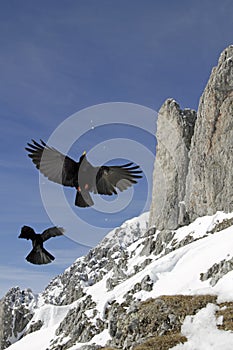 Alpine Chough (Pyrrhocorax graculus)