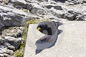 Alpine chough, Pyrrhocorax graculus