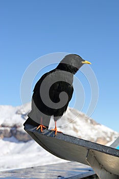 Alpine Chough (Pyrrhocorax graculus)