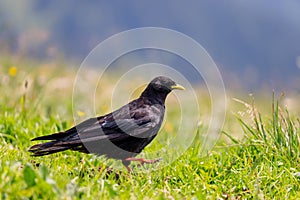 Alpine chough Pyrrhocorax graculus