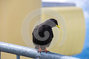 Alpine chough, Pyrrhocorax graculus