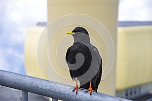 Alpine chough, Pyrrhocorax graculus