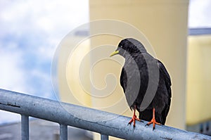 Alpine chough, Pyrrhocorax graculus