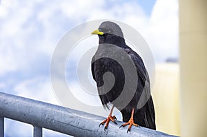 Alpine chough, Pyrrhocorax graculus