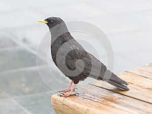 Alpine Chough (Pyrrhocorax graculus)