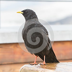 Alpine Chough (Pyrrhocorax graculus)