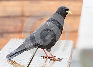 Alpine Chough (Pyrrhocorax graculus)