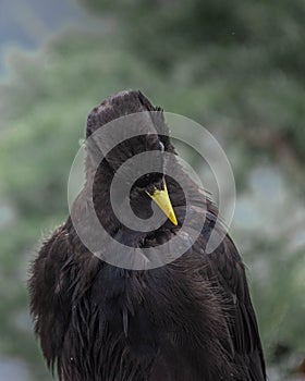 Alpine Chough Pyrrhocorax graculus in the Bavarian Alps, Mount Jenner Germany