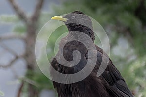 Alpine Chough Pyrrhocorax graculus in the Bavarian Alps, Mount Jenner Germany