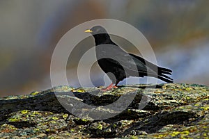 Alpine Chough, Pyrrhocorax graculus, black bird sitting on the larch stone, animal in the mountain nature habitat, Gran Paradiso,