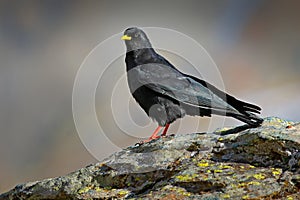 Alpine Chough, Pyrrhocorax graculus, black bird sitting on the stone with lichen, animal in the mountain nature habitat, Gran Para