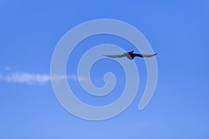 An Alpine chough ,Pyrrhocorax graculus or chova piquigualda, a black bird of the crow family flying in Spain mountains