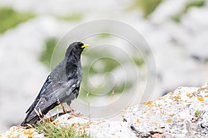 An Alpine chough ,Pyrrhocorax graculus or chova piquigualda, a black bird of the crow family, in the mountains of fuente de,