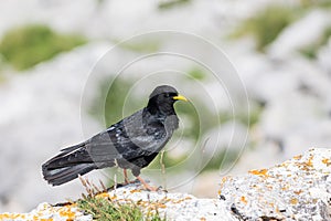 An Alpine chough ,Pyrrhocorax graculus or chova piquigualda, a black bird of the crow family, in the mountains of fuente de,