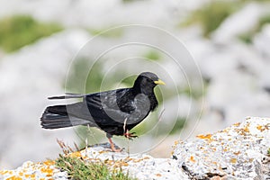 An Alpine chough ,Pyrrhocorax graculus or chova piquigualda, a black bird of the crow family, in the mountains of fuente de,