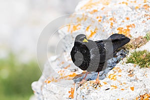 An Alpine chough ,Pyrrhocorax graculus or chova piquigualda, a black bird of the crow family, in the mountains of fuente de,