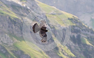 Alpine Chough (Pyrrhocorax graculus) flying