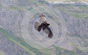 Alpine Chough (Pyrrhocorax graculus) flying