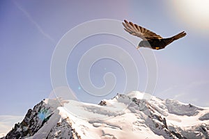 Alpine Chough Pyrrhocorax graculus flying against Alps mountai