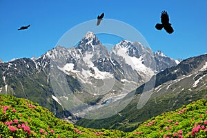 Alpine Chough Pyrrhocorax graculus with Mount Aiguille du Chardonnet and Aiguille d`Argentiere at the background.