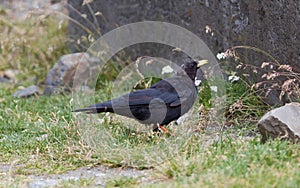 Alpine Chough Pyrrhocorax graculus in the mountains