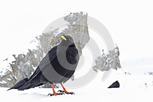 Alpine chough (Pyrrhocorax graculus) photographed with wide angle lens in the mountains.