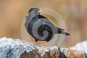 Alpine Chough Pyrrhocorax graculus sitting on the stone