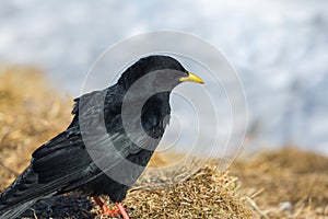 Alpine chough pyrrhocorax graculus standing in grassland