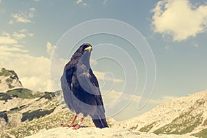 The Alpine chough Pyrrhocorax graculus , Yellow billed chough.