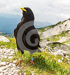 The Alpine chough Pyrrhocorax graculus , Yellow billed chough.