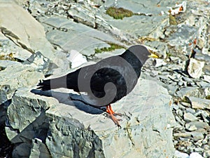 The Alpine chough Pyrrhocorax graculus, Yellow-billed chough, Die Alpendohle, Bergdohle oder Jochdohle, or Alpska cavka