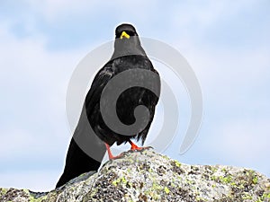 The Alpine chough Pyrrhocorax graculus, Yellow-billed chough, Die Alpendohle or Zutokljuna galica