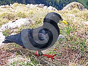 The Alpine chough Pyrrhocorax graculus, Yellow-billed chough, Die Alpendohle or Zutokljuna galica - Switzerland / Schweiz