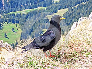 The Alpine chough Pyrrhocorax graculus, Yellow-billed chough, Die Alpendohle or Zutokljuna galica - Switzerland / Schweiz