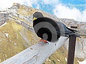 The Alpine chough Pyrrhocorax graculus, Yellow-billed chough, Die Alpendohle or Zutokljuna galica - Switzerland / Schweiz