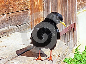 The Alpine chough Pyrrhocorax graculus, Yellow-billed chough, Die Alpendohle or Zutokljuna galica - Switzerland / Schweiz photo