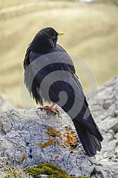 Alpine chough on a rock in autumn in Dolomites. Italy, Europe.