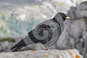 Alpine chough on a rock in autumn in Dolomites. Italy, Europe.