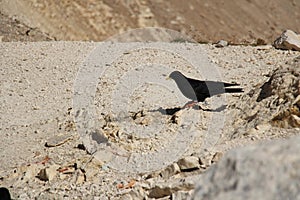 Alpine chough on a rocky ground in a sunny day