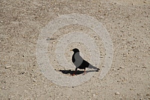 Alpine chough on a rocky ground in a sunny day
