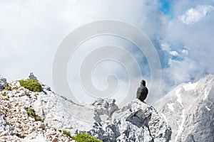 Alpine chough sitting on a rock