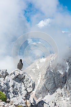 Alpine chough sitting on a rock